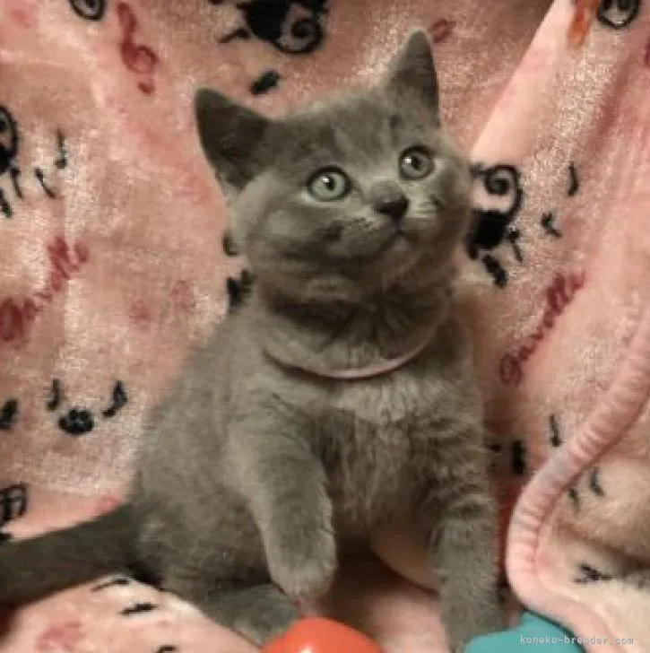 ID:2211-02242の子猫