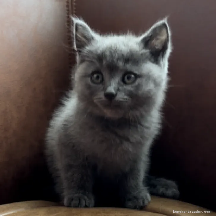 ID:2306-02336の子猫