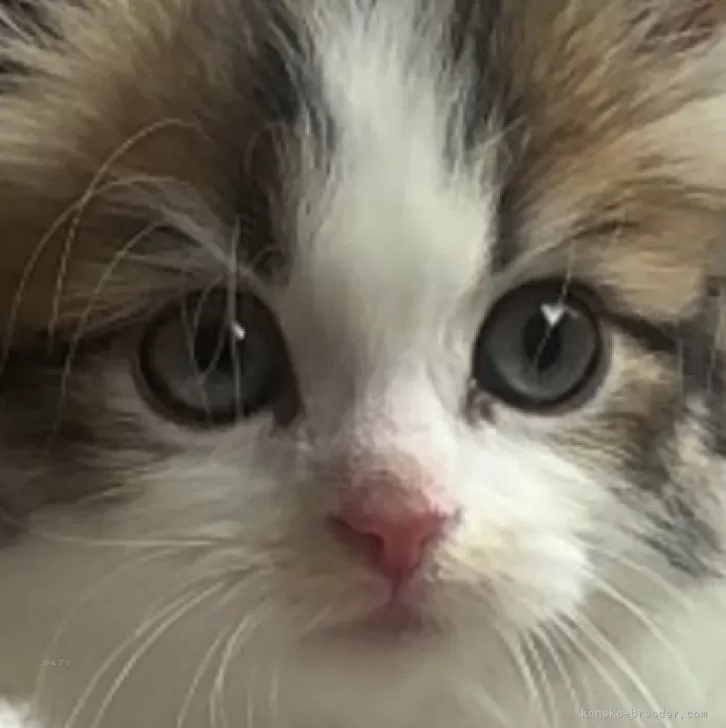 M.S mom 様のお迎えした子猫
