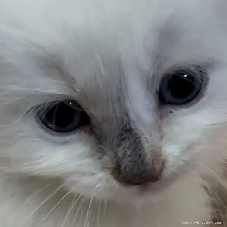 ID:2403-01077の子猫