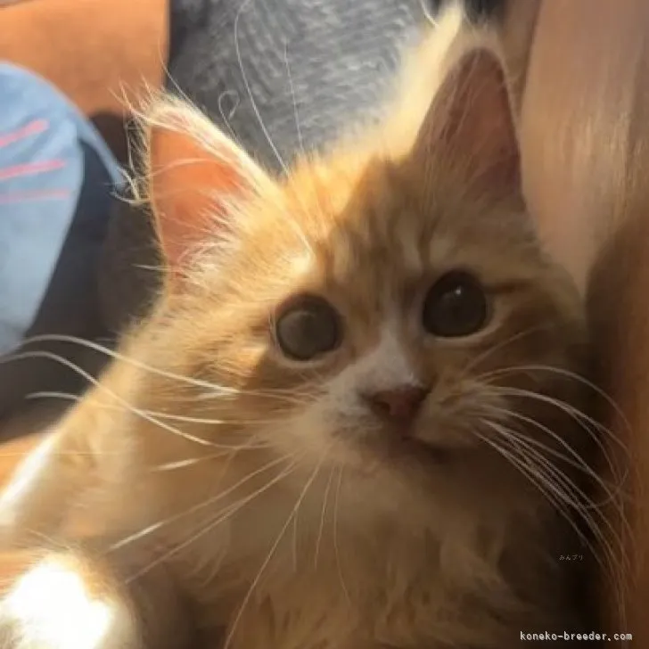hanamirio 様のお迎えした子猫