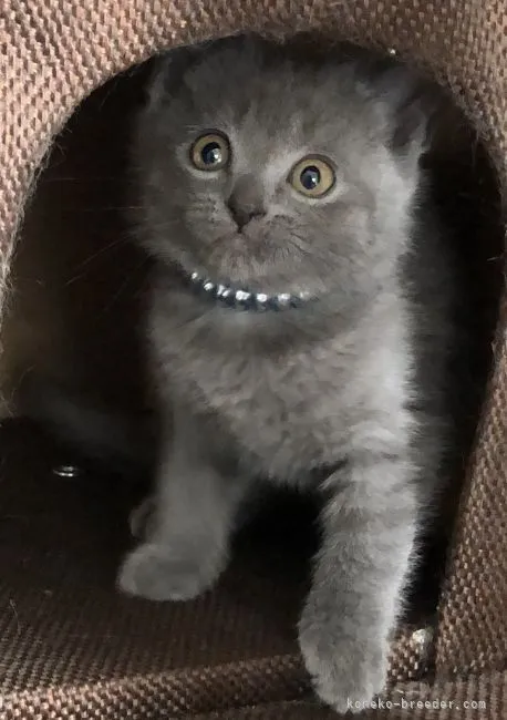 ID:2204-00626の子猫