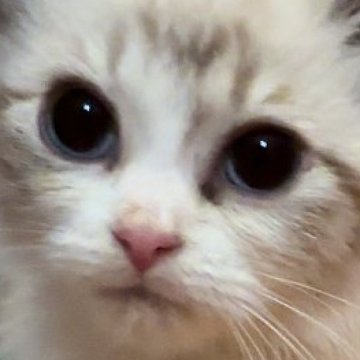 サイベリアン【和歌山県・女の子・2024年6月22日・ブルーポイントバイカラー（トリプルコート（ロング））】の写真「可愛いお顔の女の子😻
ネヴァマスレード」
