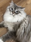 サイベリアン【・男の子・2021年10月22日・シナモンリンクスポイント】