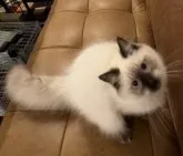 サイベリアン【和歌山県・男の子・2023年5月1日・シナモンリンクスポイント】の写真2