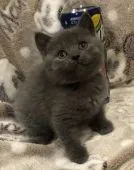 シャルトリュー【和歌山県・女の子・2021年2月4日・ブルー】の写真3