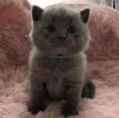 シャルトリュー【和歌山県・男の子・2022年1月29日・ブルー】の写真3