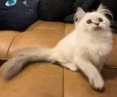 サイベリアン【和歌山県・女の子・2024年6月18日・シナモンリンクスポイント】の写真8