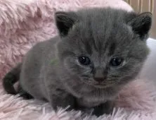 シャルトリュー【和歌山県・男の子・2022年1月29日・ブルー】の写真5