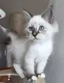 サイベリアン【和歌山県・男の子・2025年7月2日・シナモンリンクスポイント】の写真7