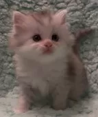 サイベリアン【和歌山県・男の子・2025年2月2日・シルバータビー&ホワイト】の写真13