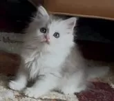 サイベリアン【和歌山県・男の子・2025年2月2日・シルバータビー&ホワイト】の写真11