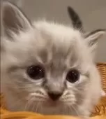 サイベリアン【和歌山県・女の子・2025年10月1日・シナモンリンクスポイント】の写真11