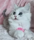 サイベリアン【和歌山県・男の子・2025年2月2日・シルバータビー&ホワイト】の写真7