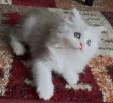 サイベリアン【和歌山県・男の子・2025年2月2日・シルバータビー&ホワイト】の写真9