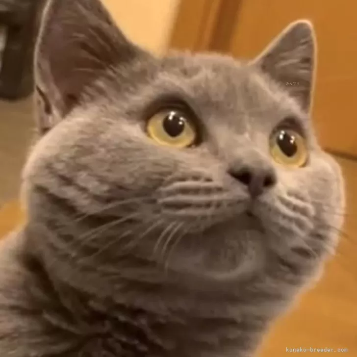 ID：2510-00960の子猫