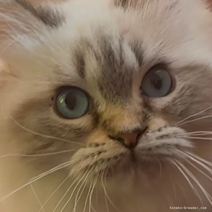 ID:2410-00126の子猫
