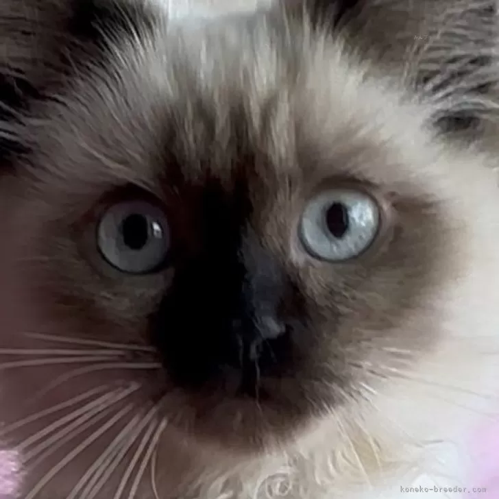 ID：2505-02608の子猫