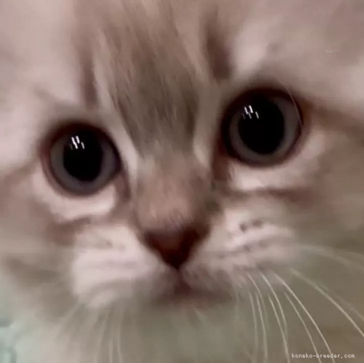 tomot 様のお迎えした子猫
