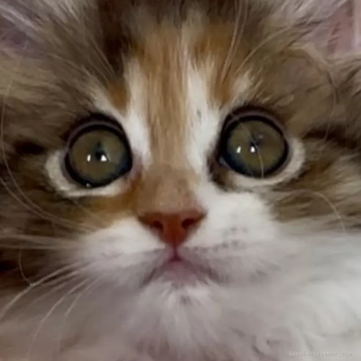 M.I 様のお迎えした子猫