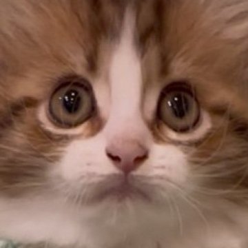 サイベリアン【和歌山県・男の子・2025年2月2日・ブラウンタビー&ホワイト（トリプルコート（ロング））】の写真「可愛いお顔の男の子😺😺
鼻ピンク🩷」