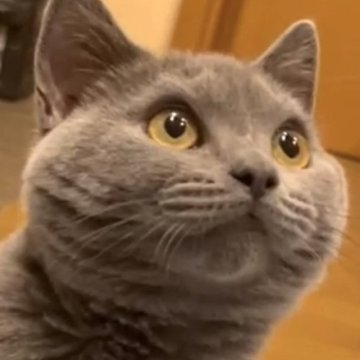 シャルトリュー【和歌山県・男の子・2025年7月1日・ブルー（ダブルコート）】の写真「フランス猫
ブルー御三家」