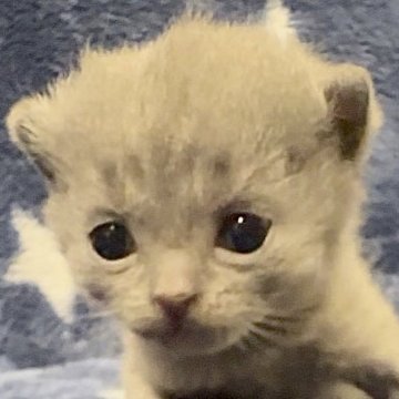 シャルトリュー【和歌山県・女の子・2025年4月4日・ブルー（ダブルコート）】の写真「フランス猫
ブルー御三家」