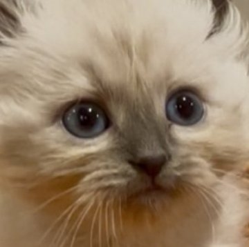 サイベリアン【和歌山県・男の子・2025年10月1日・シールポイント（トリプルコート（ロング））】の写真「ネヴァマスレード💕」