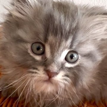 サイベリアン【和歌山県・男の子・2025年11月11日・ブルータビー（トリプルコート（シルクタッチ））】の写真「お目めクリクリ💕」