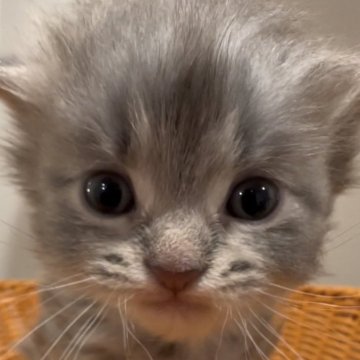 サイベリアン【和歌山県・男の子・2025年11月11日・ブルータビー（トリプルコート（シルクタッチ））】の写真「お目めクリクリ💕」