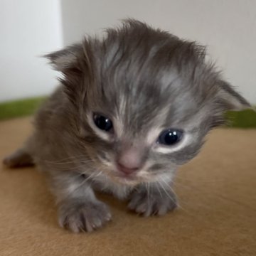 サイベリアン【和歌山県・男の子・2025年11月11日・ブルータビー（トリプルコート（シルクタッチ））】の写真「お目めが開きました💕」