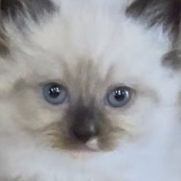 サイベリアン【和歌山県・女の子・2025年10月1日・シールポイント（トリプルコート（ロング））】の写真「ネヴァマスレード💕」