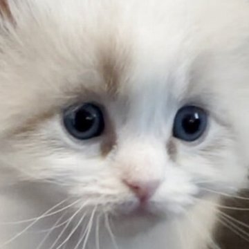 サイベリアン【和歌山県・男の子・2025年4月13日・シナモンリンクスポイントバイカラー（トリプルコート（ロング））】の写真「ネヴァマスカレード🌟バイカラー
鼻ピンク🩷」