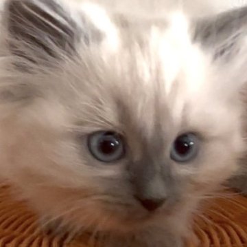 サイベリアン【和歌山県・男の子・2025年10月1日・シールポイント（トリプルコート（ロング））】の写真「ネヴァマスレード💕」