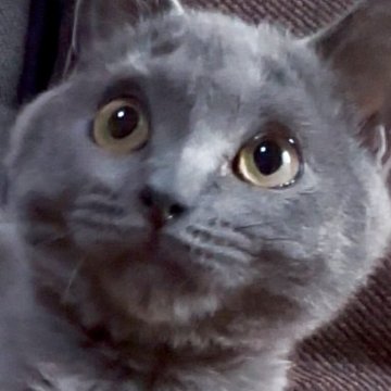 シャルトリュー【和歌山県・男の子・2025年7月1日・ブルー（ダブルコート）】の写真「フランス猫
ブルー御三家」