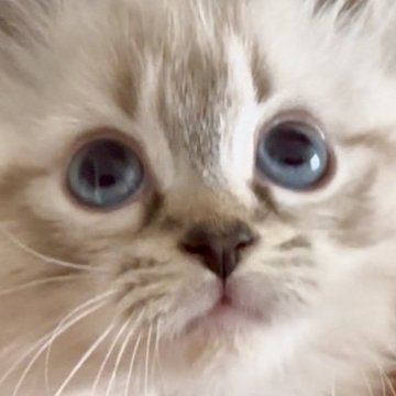 サイベリアン【和歌山県・女の子・2025年10月1日・シナモンリンクスポイント（トリプルコート（ロング））】の写真「ネヴァマスレード💕」