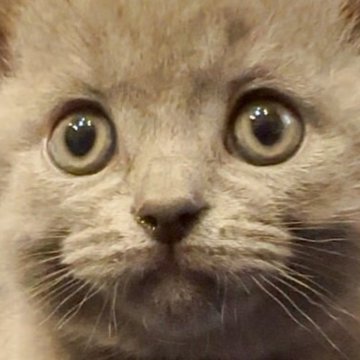 シャルトリュー【和歌山県・男の子・2025年4月4日・ブルー（ダブルコート）】の写真「フランス猫
ブルー御三家」