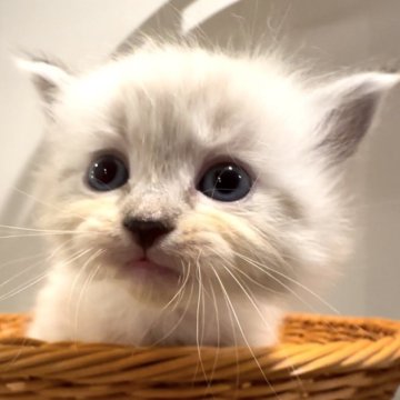 サイベリアン【和歌山県・男の子・2025年10月1日・シナモンリンクスポイント(トリプルコート(ロング))】の写真「ネヴァマスレード💕」