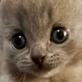 シャルトリュー