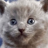 シャルトリュー