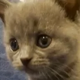 シャルトリュー