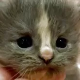 サイベリアン