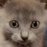 シャルトリュー