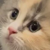 サイベリアン