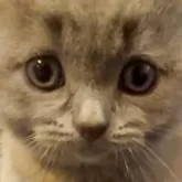シャルトリュー
