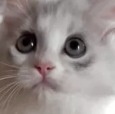 サイベリアン【和歌山県・男の子・2025年2月2日・シルバータビー&ホワイト】の写真1