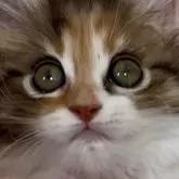 サイベリアン【和歌山県・女の子・2025年2月2日・キャリコ】の写真1