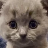 シャルトリュー