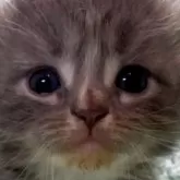 サイベリアン