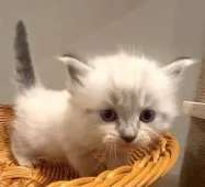 サイベリアン【和歌山県・男の子・2025年10月1日・シナモンリンクスポイント】の写真6